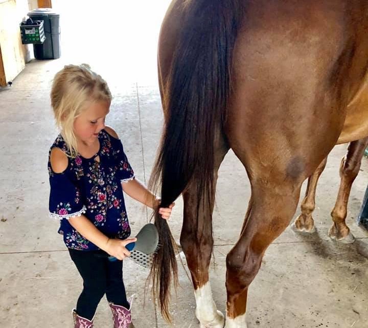 Grooming Horses