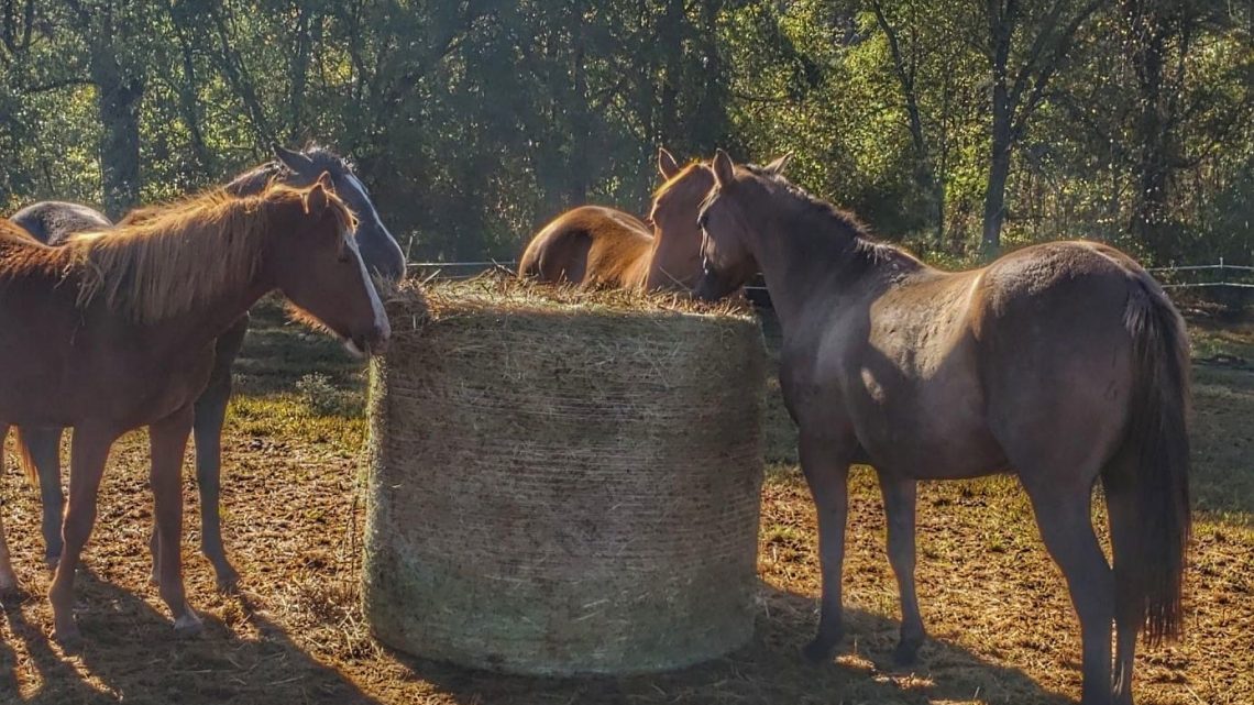 Why do some people have truly happy horses?