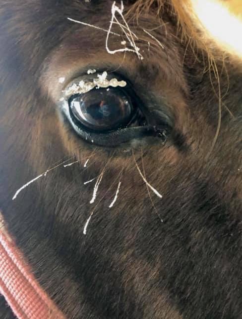 Horse Make-Up