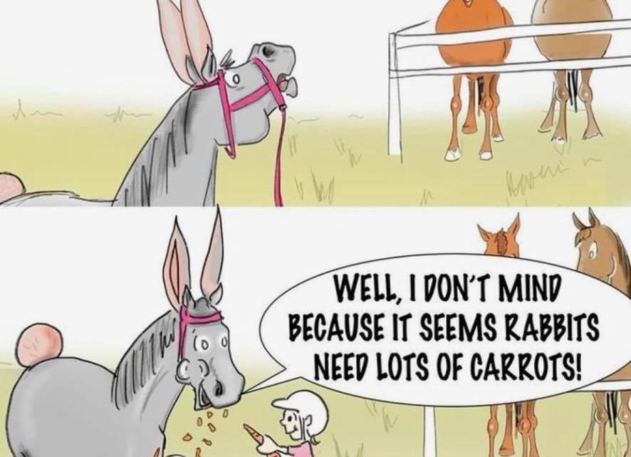 Would your horse want to dress up as a Rabbit?