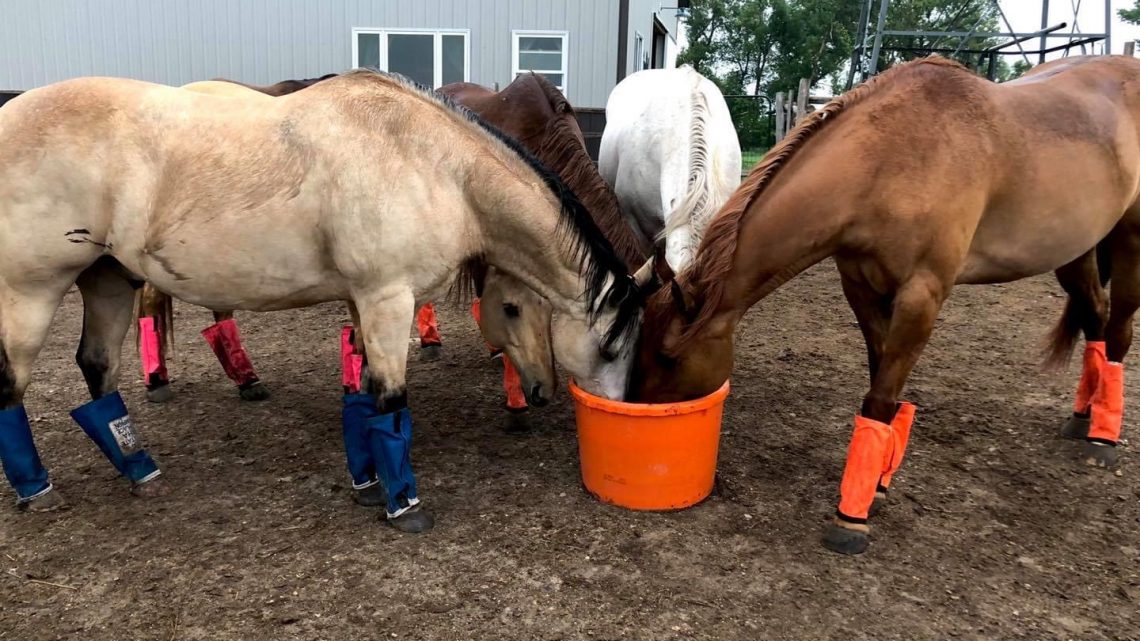 The horses and their Mineral is like me and my French Onion Dip🤣🤷🏼‍♀️