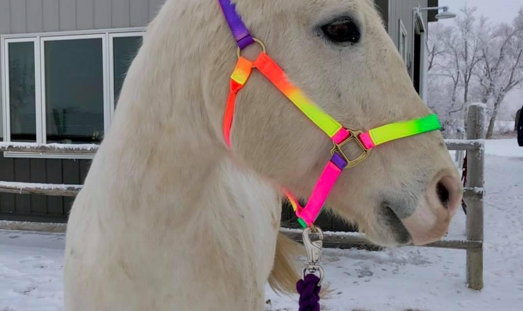 Fred is loving his new stylish halter